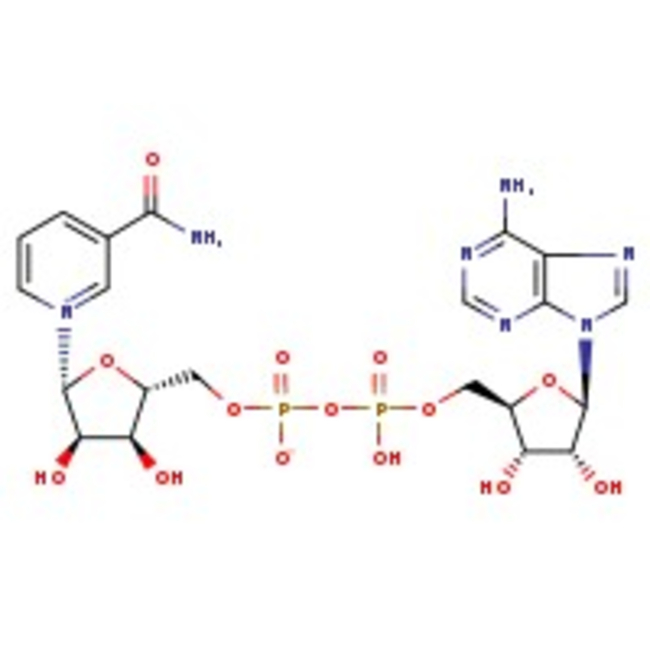 beta-Nicotinamide adenine dinucleotide, 97%