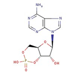 Adenosine 3',5'-cyclic monophosphate, 99+%