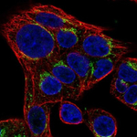 SLC35D2 Antibody, Novus Biologicals&trade;
