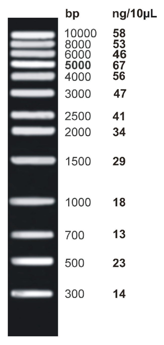 exACTGene™ DNA Ladders General purpose, large digested DNA | Contact Us ...