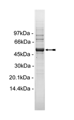 Met (D1246N) Protein, Active