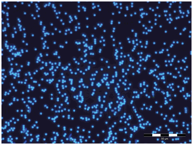 Fluoro-Max Dyed Blue Aqueous Fluorescent Particles